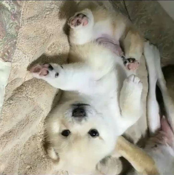 똥개 운학 tweet media