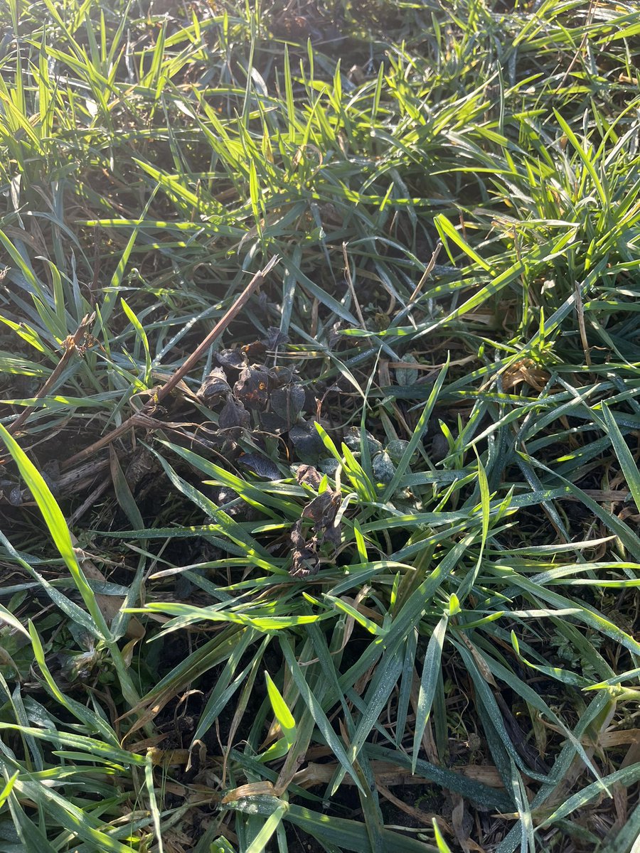 Frederik V. Larsen tweet media