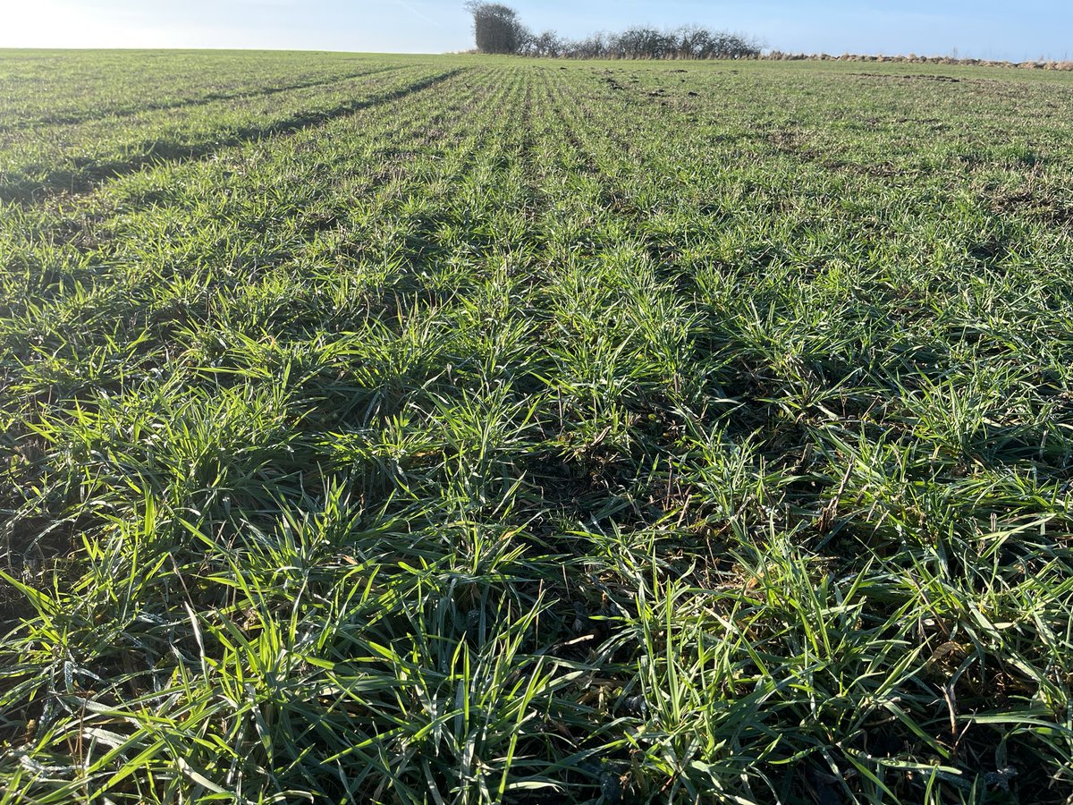 Frederik V. Larsen tweet media