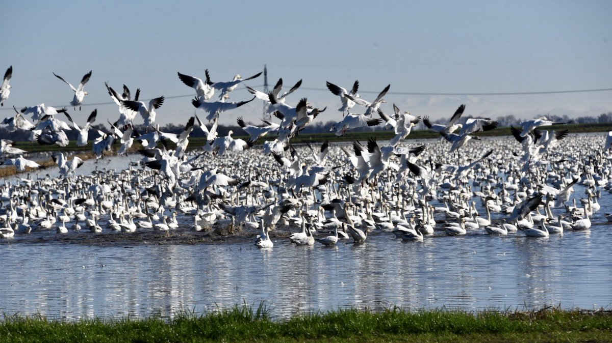 Reclamation Dist 108 tweet media