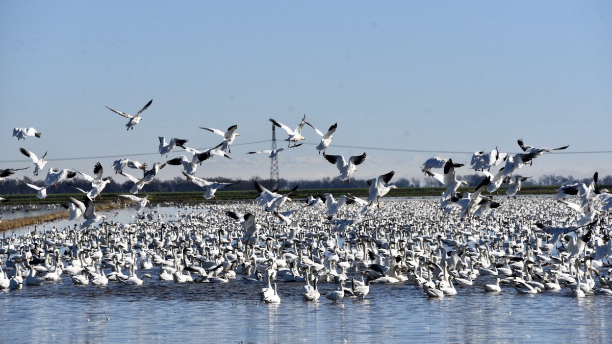 Reclamation Dist 108 tweet media