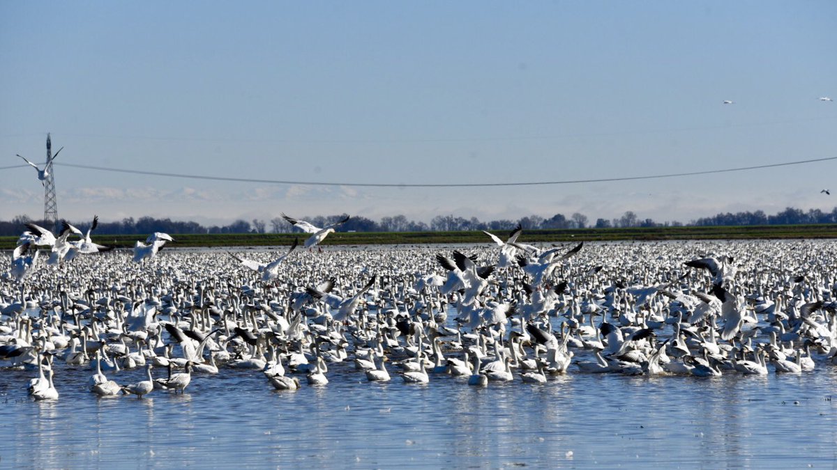 Reclamation Dist 108 tweet media