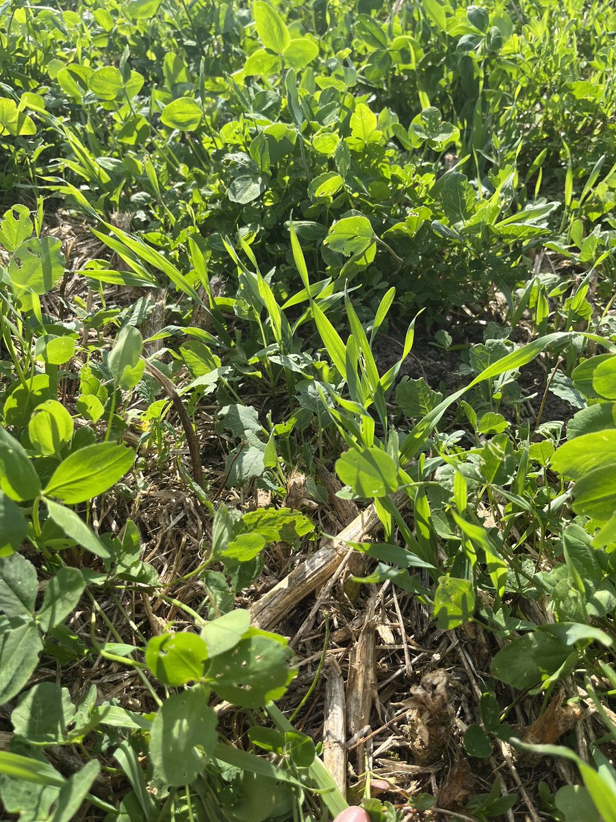 Frederik V. Larsen tweet media