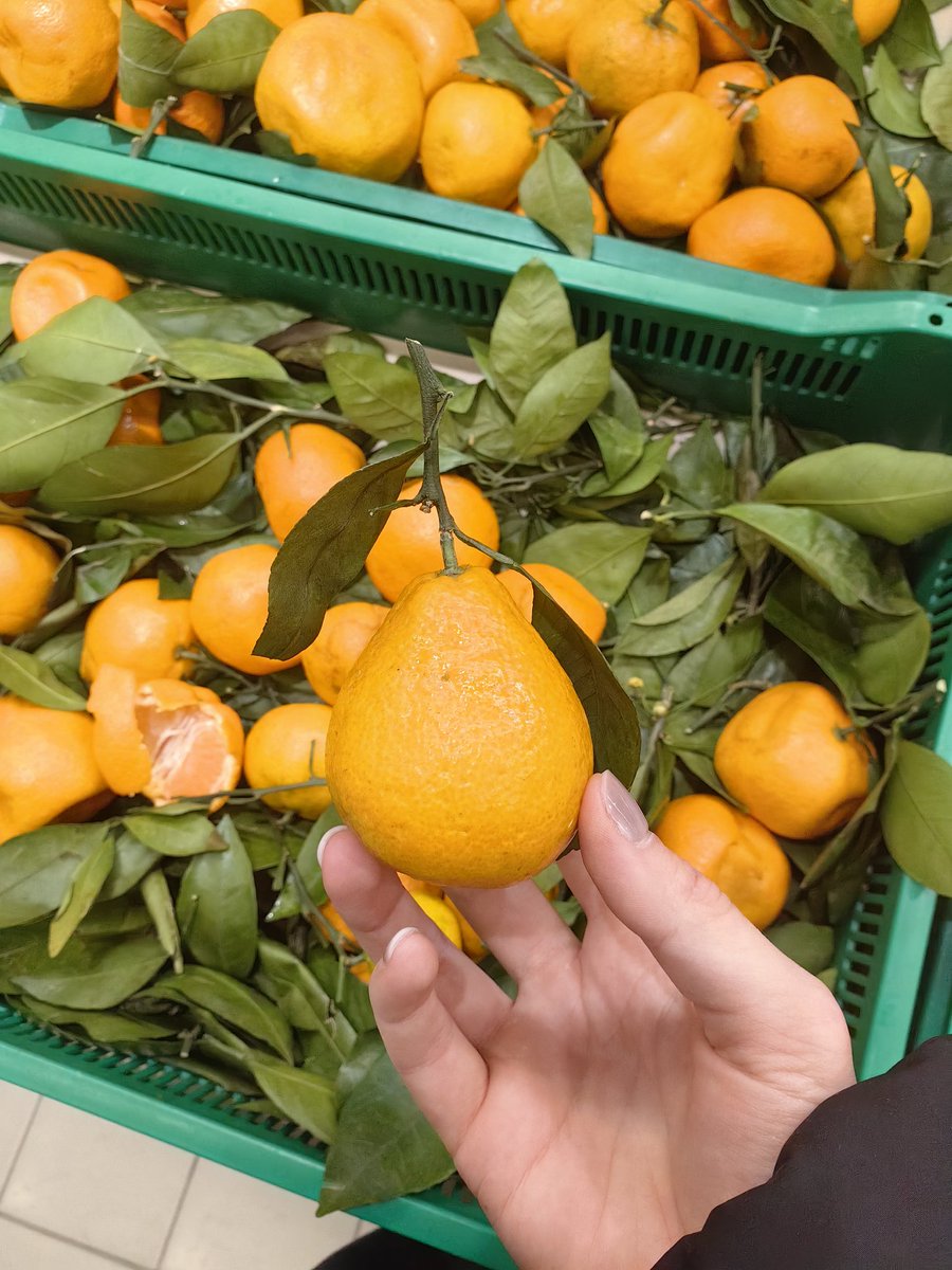 он идентифицирует себя как груша