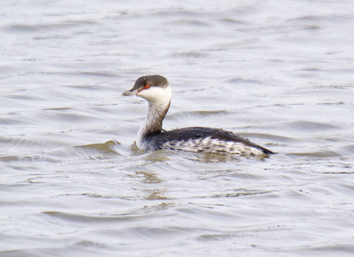 TimTim292's tweet photo. Slavonian grebe Otter Estuary Nature Reserve Devon @SEDwildlife @DevonWildlife @BirdGuides @BirdTrack @RSPBbirders #SlavonianGrebe #OENR #LORP https://t.co/KF8u637ybc