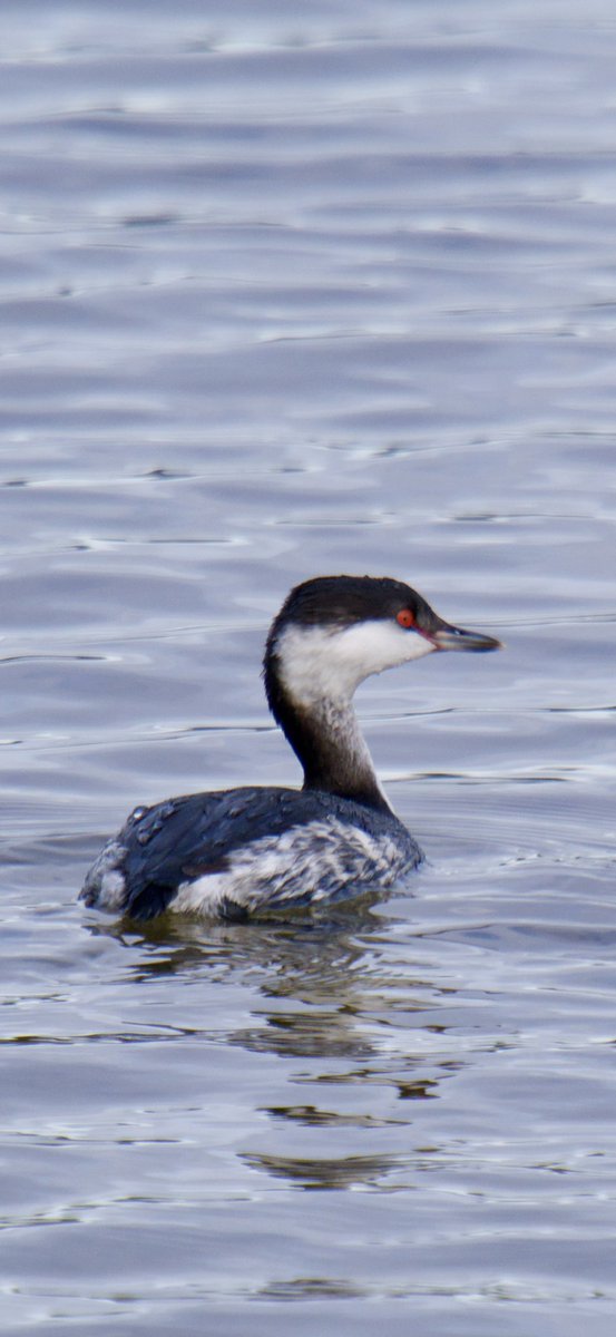 TimTim292's tweet photo. Slavonian grebe Otter Estuary Nature Reserve Devon @SEDwildlife @DevonWildlife @BirdGuides @BirdTrack @RSPBbirders #SlavonianGrebe #OENR #LORP https://t.co/KF8u637ybc