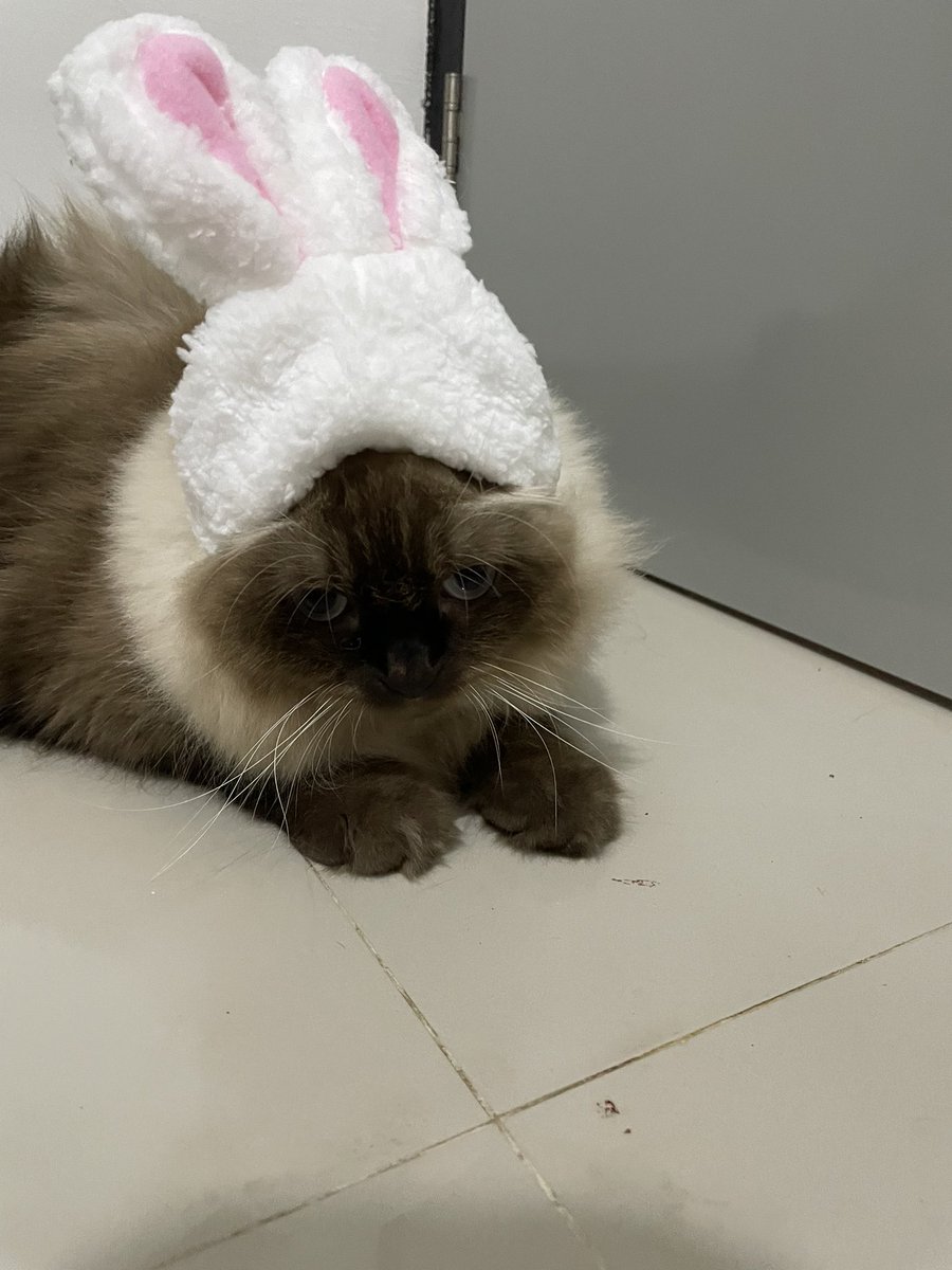 deardaisy tweet media