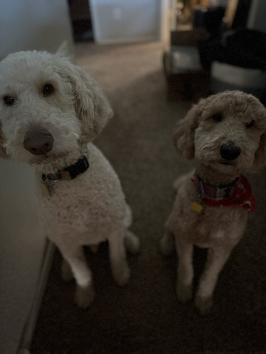 Courtney🔜 CCS tweet media