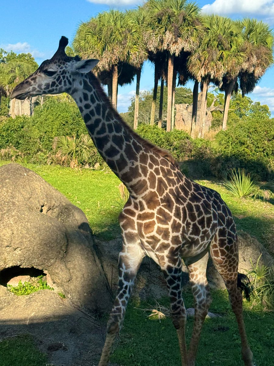 freakin love animal kingdom