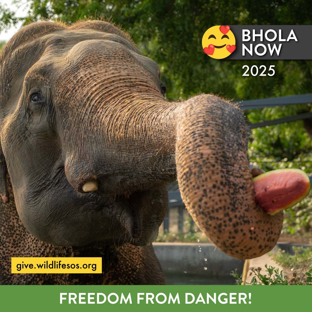 A generous supporter has offered to match your #cash, #crypto and #stock donations up to $50,000! DONATE TODAY TO DOUBLE YOUR IMPACT: give.wildlifesos.org

Your gift helps elephants like Bhola who was rescued after being hit by a truck. Your end-of-year gift today can give