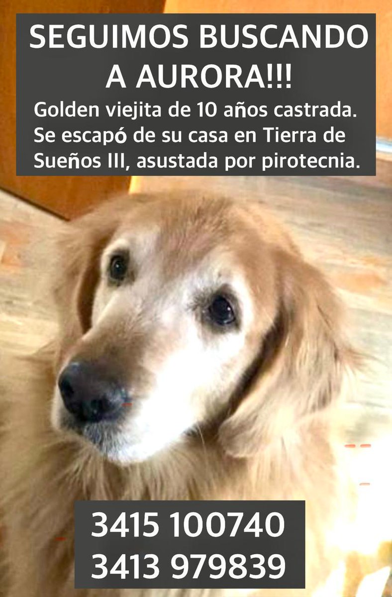 Rosariociudadok's tweet image. Ayuda Twitter buscan a AURORA
Esta perdida desde el 26 de diciembre 
Tierra de Sueños 3 de Roldán 
Gracias x compartir