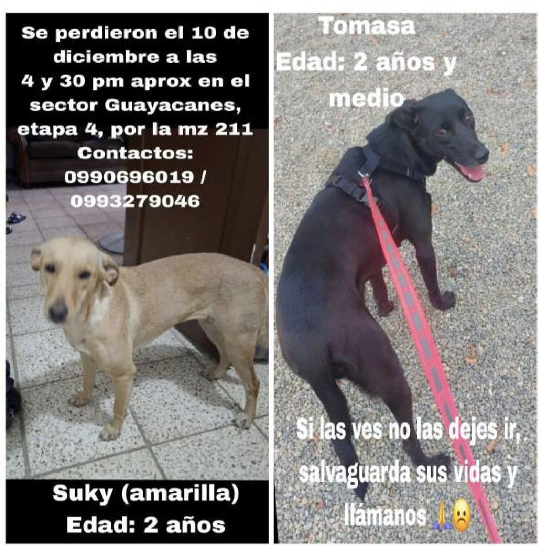 jkvillon's tweet photo. @Cdla_Guayacanes @AlertaMePerdi @Proanimal_gye @samanescuatro Su ayuda compartiendo seguimos en busca de Suky y Tomasa extraviadas el 10 diciembre.
Indica que ha Suky la han visto en norte de Guayaquil en la Cdla Huancavilca su ayuda difundiendo la información https://t.co/vnz2bZMo27