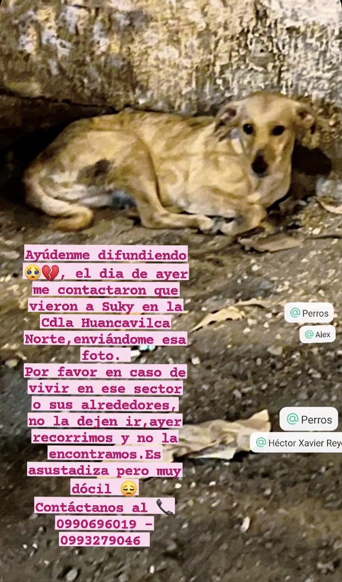 jkvillon's tweet photo. @Cdla_Guayacanes @AlertaMePerdi @Proanimal_gye @samanescuatro Su ayuda compartiendo seguimos en busca de Suky y Tomasa extraviadas el 10 diciembre.
Indica que ha Suky la han visto en norte de Guayaquil en la Cdla Huancavilca su ayuda difundiendo la información https://t.co/vnz2bZMo27