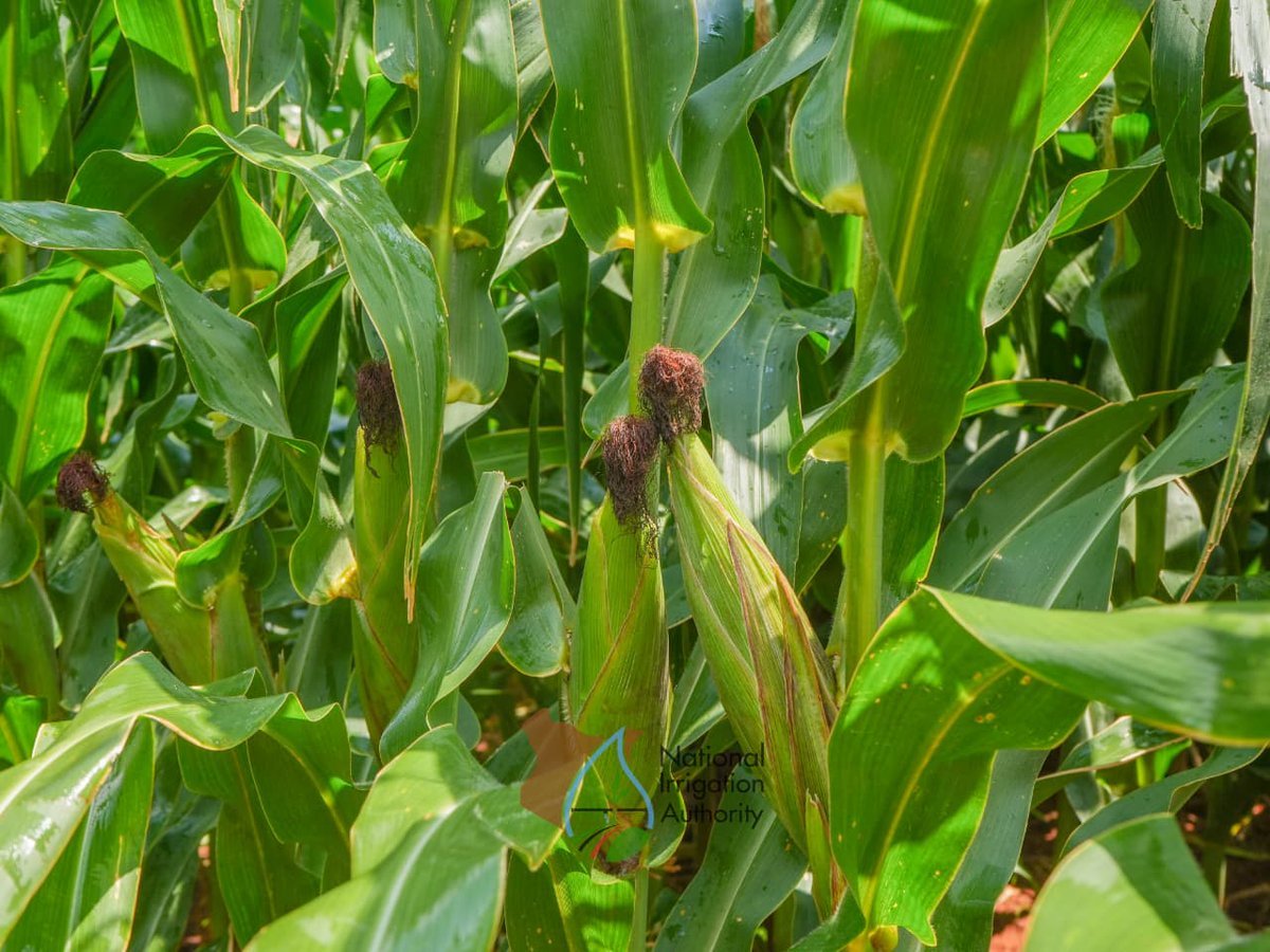 Once completed, the Athi Dam and the Galana Kulalu Food Security Project will stand as a cornerstone of Kenya’s agricultural transformation optimizing crop, livestock and fish production to significantly contribute to national food security.