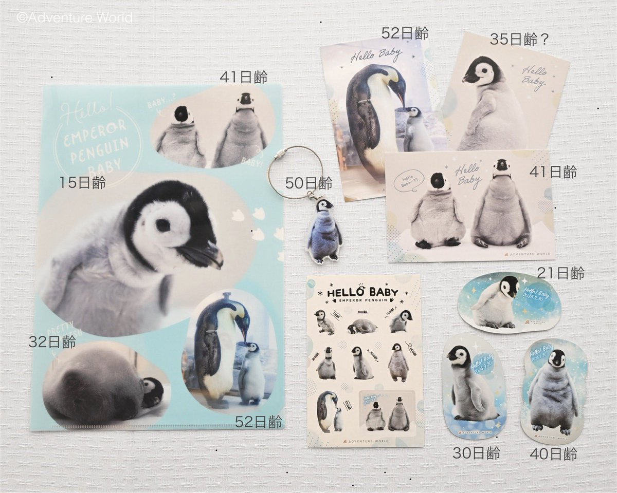 エンペラーペンギンの赤ちゃん 🩵🐧 実写版グッズ 日齢を書き入れてみ