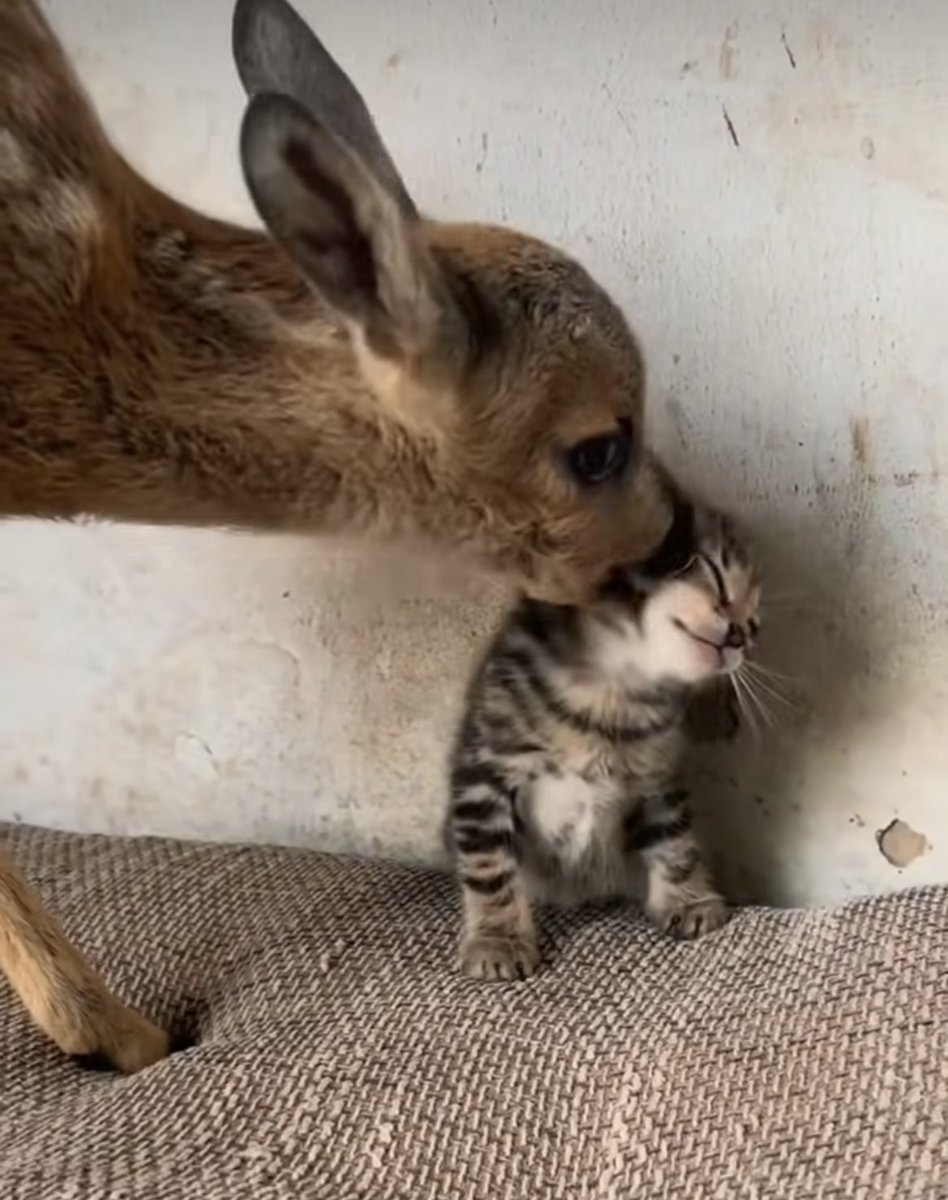 rinny (@fawns) on Twitter photo 