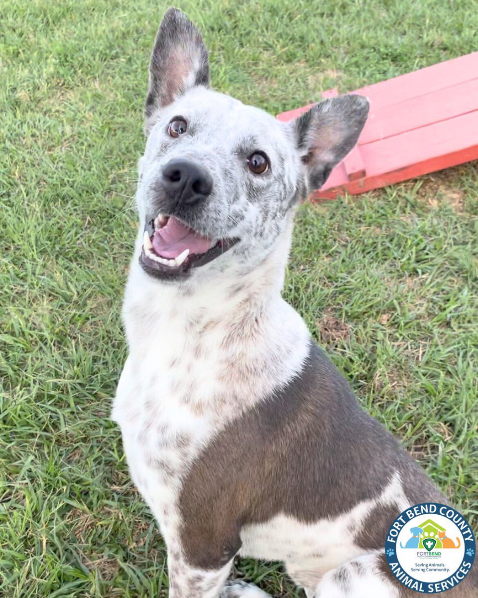 Alpha 360 Collier pour chien : Bleu sarcelle profond avec réflecteurs -  Woolly Wolf, image size:960x1200