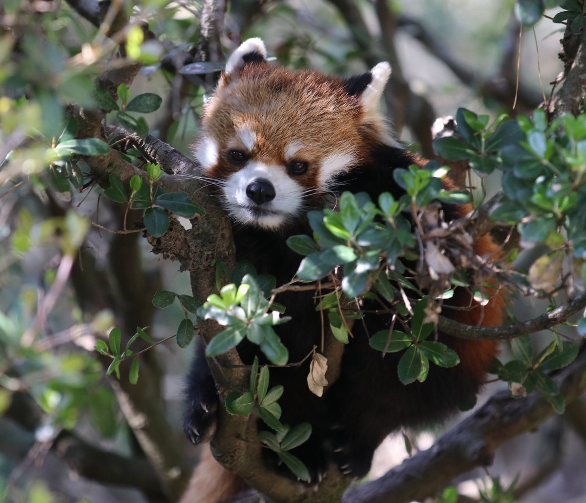 今年行った動物園 SCZ 130回 上野動物園 5回 那須どうぶつ王国 2回