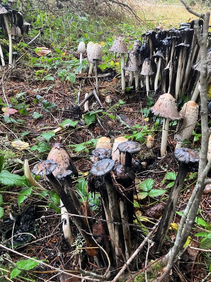 Tacoma Public Utilities tweet media