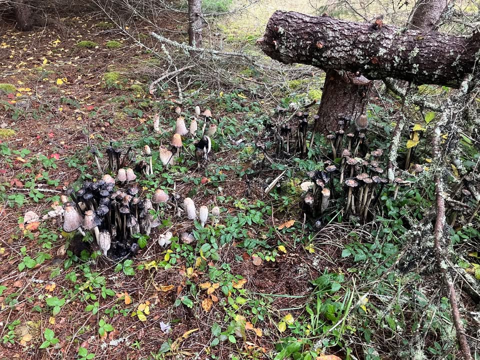 Tacoma Public Utilities tweet media