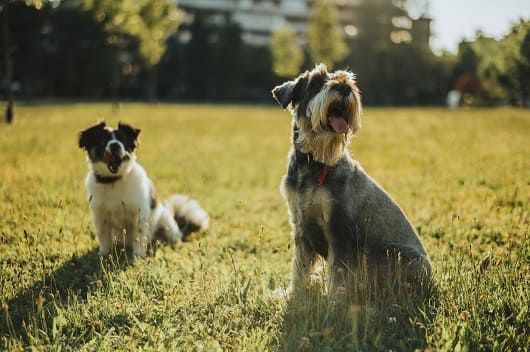 Aumento de pulgas y garrapatas por altas temperaturas: cuándo y cómo desparasitar a tu mascota seccionnoticias.net.pe/aumento-de-pul…