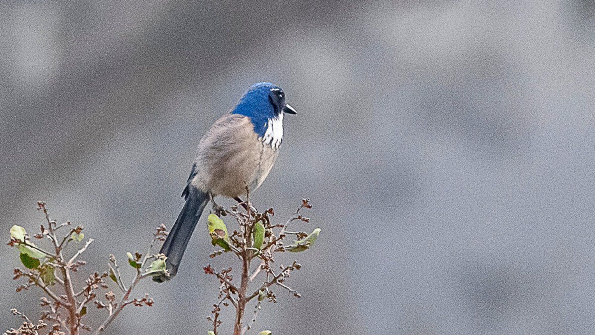 Some of the beautiful birds you can see when exploring our trails!
#HabitatAuthority #PuenteHills #openspace #birding