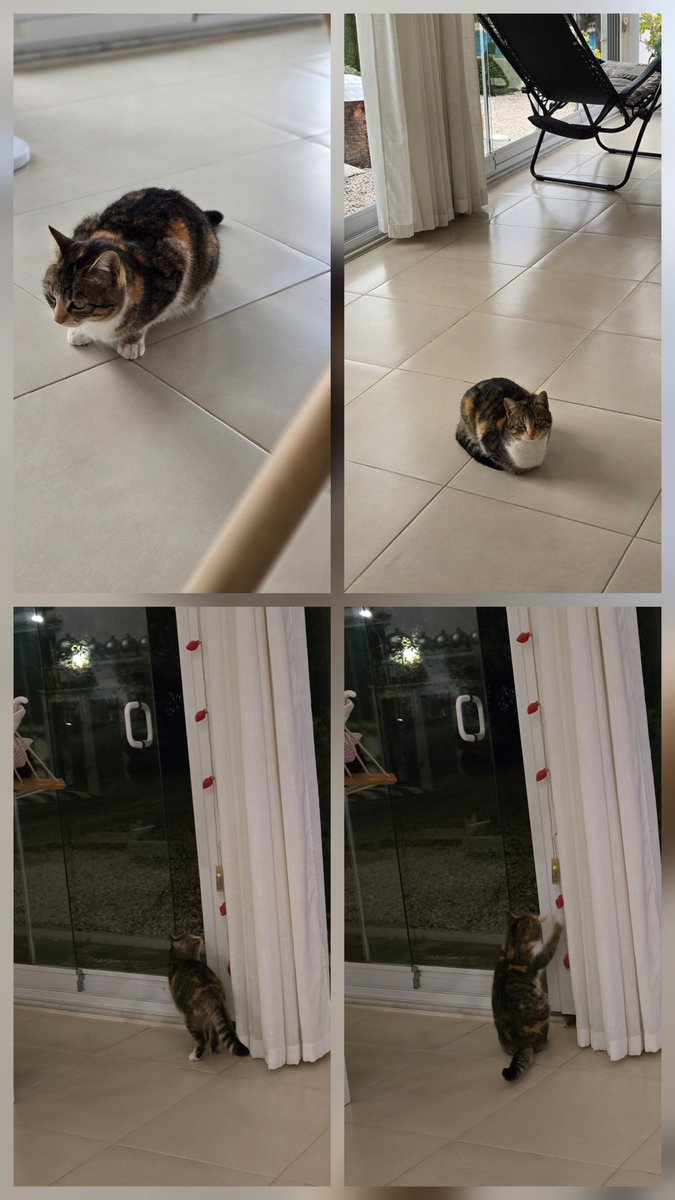 Ik wil binnen! 😾

Ze doet het gewoon🙀

Vanmorgen, vanmiddag en nu vanavond😯🤭😻😹❤️