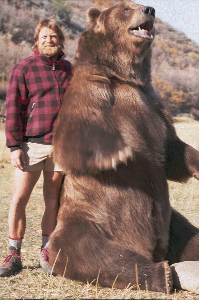 BearOTD_'s tweet image. Today’s Bear of the Day is Bart the Bear! 

Bart was a male Kodiak Bear who appeared in several films throughout the 80s and 90s, including The Bear, White Fang, and Legends of the Fall! He was sometimes known as “The John Wayne of Bears”! #beartwt