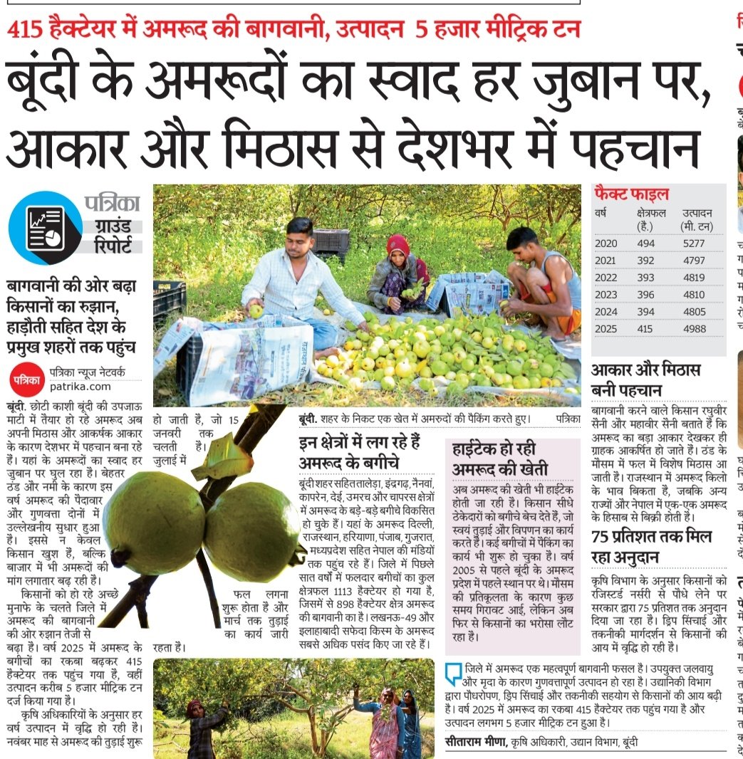 BakliwalGunjan's tweet photo. बूंदी के अमरूदों का स्वाद हर ज़ुबान पर घुल रहा, आकार और मिठास से देशभर में पहचान..हर साल बढ़ रही बागवानी
@rpbreakingnews 
@BhajanlalBjp https://t.co/IOEUR8Z1yn
