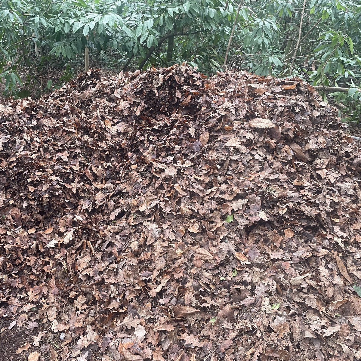 A productive day at Southwood and Waywood South, two provinces of the Empire, with the annual gathering of fallen leaves. This year, over twenty tonne bags of leaves have been utilised for berry beds or set aside for composting.

In the Empire, we make use of every resource.