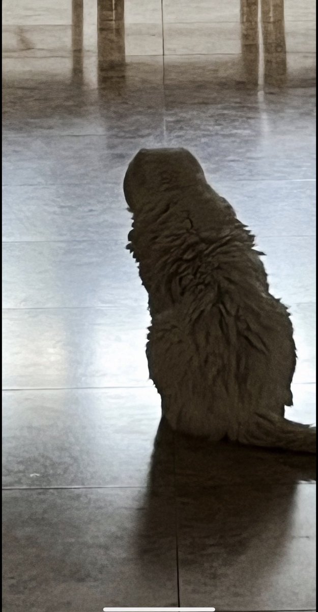 MichaelCipherX's tweet image. My BEAUTIFUL boy Snowy, went to sleep. #RIP Snowy.
Thank you for loving me as I love you.
We will see each other again.
Our time apart is only temporary. I can't wait to see you again. I love you and miss you so much. 22/07/25.
🙏❤️❤️😢🥹😭