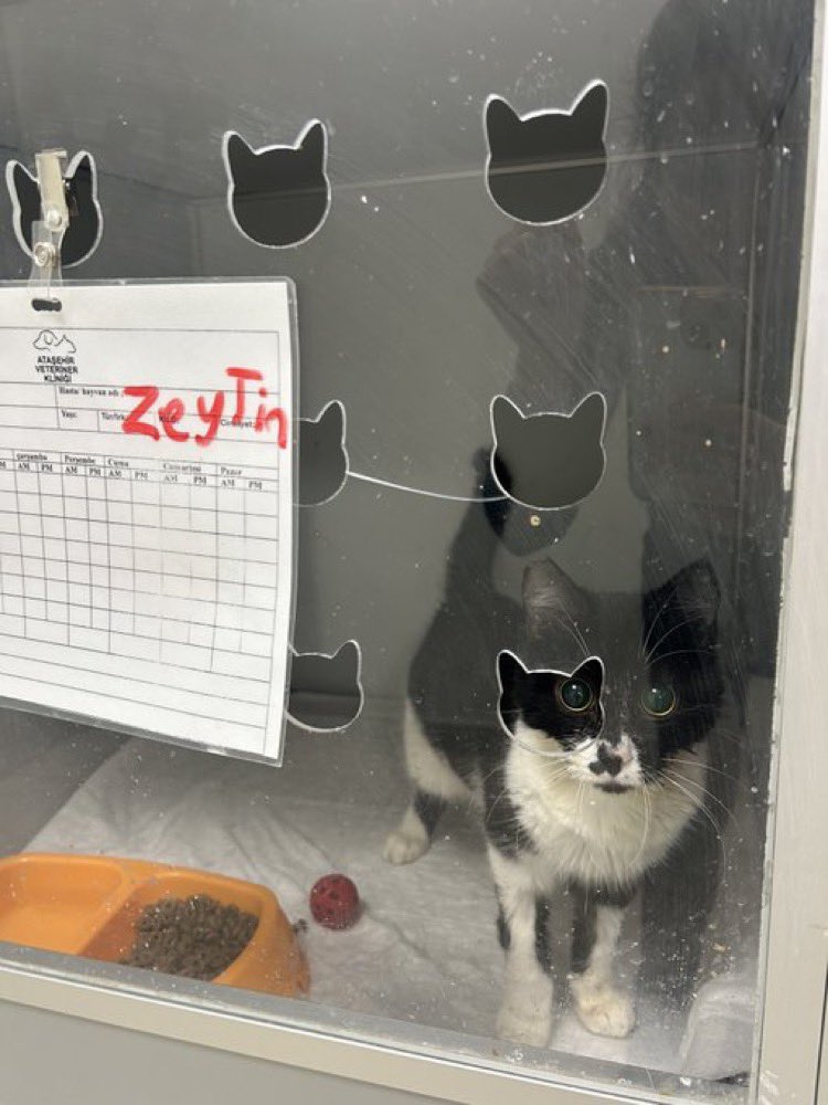 Engelli kedi Zeytin yuva arıyor. 
Yaklaşık 1 yaşında, gözleri görmüyor. 
Kısa süre önce araba kazası geçirmiş ama iyileşmiş. Görmeyen gözleriyle sokakta yaşaması imkansız. Zeytin yürüyebiliyor, tuvaletini yapıyor. Sağlıklı bir kediden tek farkı görmemesi. Ömürlük yuva arıyoruz.