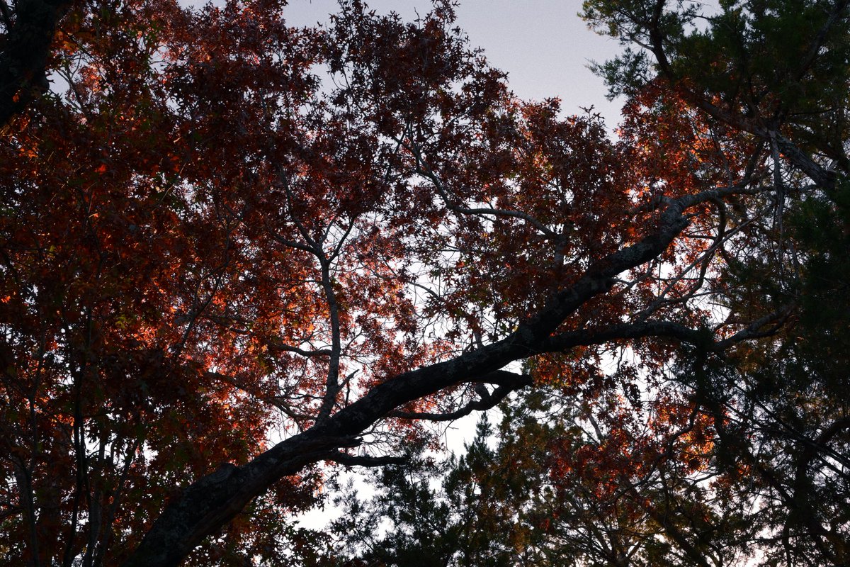 luiscencias's tweet image. 