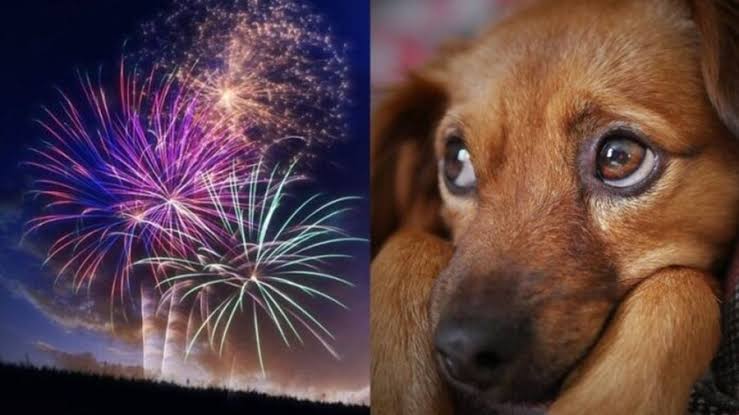 updatecharts's tweet image. QUEREMOS NO BRASIL! Holanda aprovou a PROIBIÇÃO de fogos de artifício a partir de 2026.