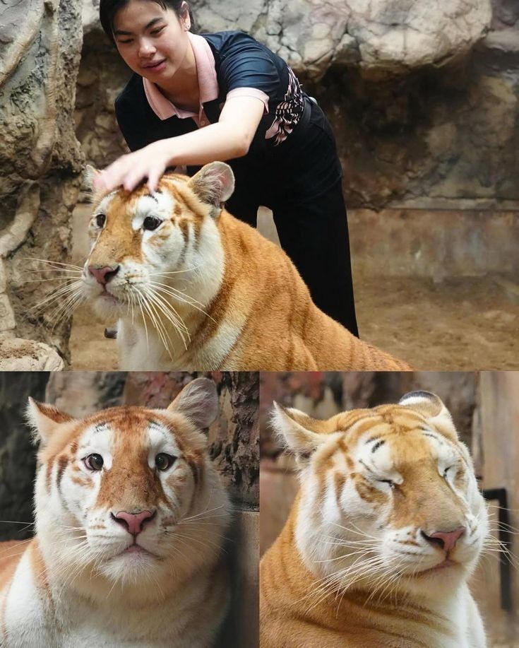 just a big orange cat