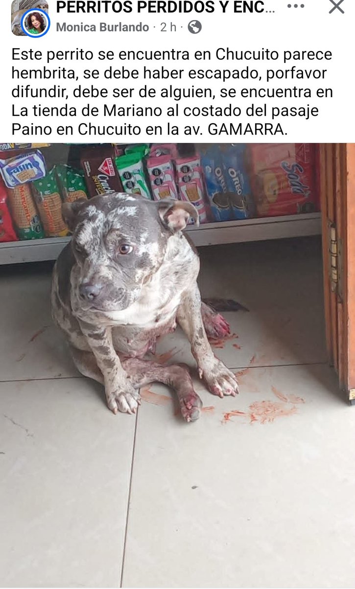 Cathyeli1's tweet photo. Urgente ayuda Chucuito- Callao Perrita en mal estado. Por favor difundir @ALCOPERU @Paola310 https://t.co/Qc5mURxVDK https://t.co/G4XVvspPP6