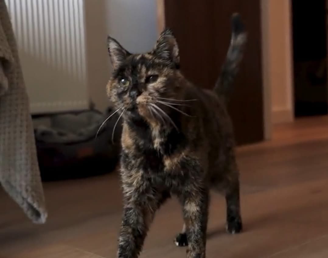 DiloConGatitoz's tweet image. 🐈Flossie, la gata más longeva del mundo según Récord Guinness, cumplió 30 años este 29 de diciembre de 2025. 

Nacida en 1995, su vida ha estado marcada por múltiples hogares y pérdidas, pero también por resiliencia y cariño. 

Hoy, pese a problemas de visión y sordera, sigue…