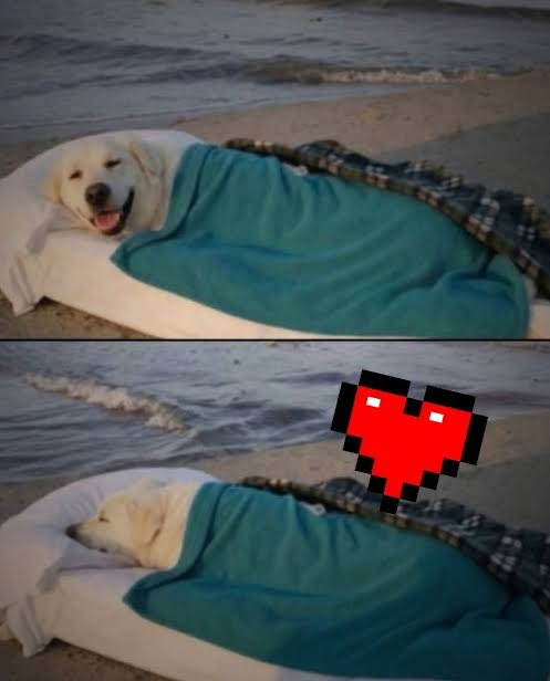 Buddy sonrió una última vez en el lugar donde todo comenzó. 🥹
10 años antes, Sam lo había encontrado justo allí, en esa misma playa. Un pequeño perro callejero temblando. Arena pegada a su pelaje. Las costillas marcadas. Los ojos cansados, pero aún con esperanza. Sam lo envolvió