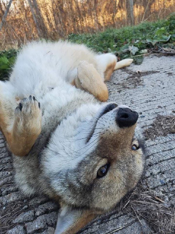 i don’t freak unless froken too