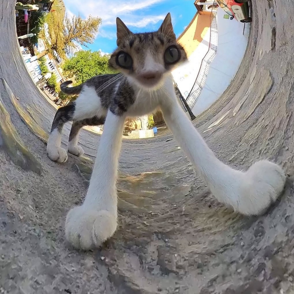 catshouldnt's tweet image. 