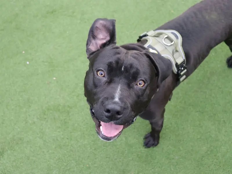What day is it again? 🤪 Cutie pie Kylo is a 9 month old Staffie cross who has more enthusiasm than a kid on Christmas Day morning! 🤗💙

He’s very smart, energetic and he has so much potential! Kylo’s perfect family would be an active family who can keep up with him! 🥰