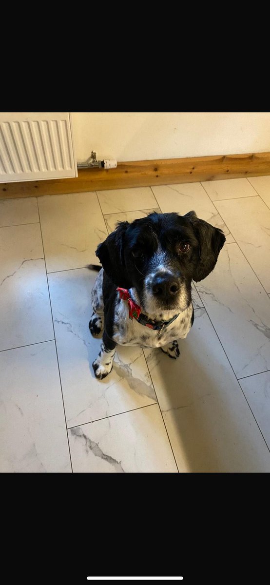 Missing Dogs Ireland tweet media