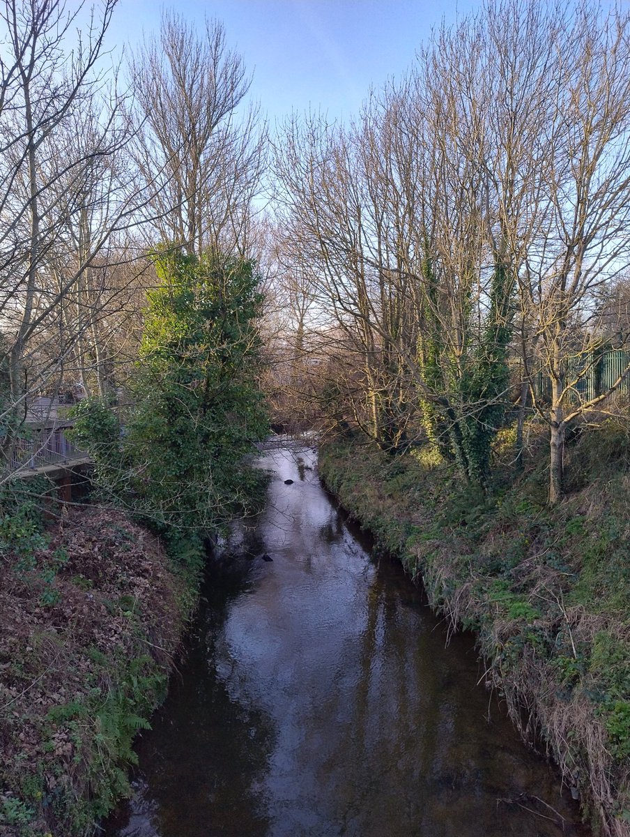 My first solo walk with the mutts for months and months. And a #TreeClub moment to boot. 😊 Happy.