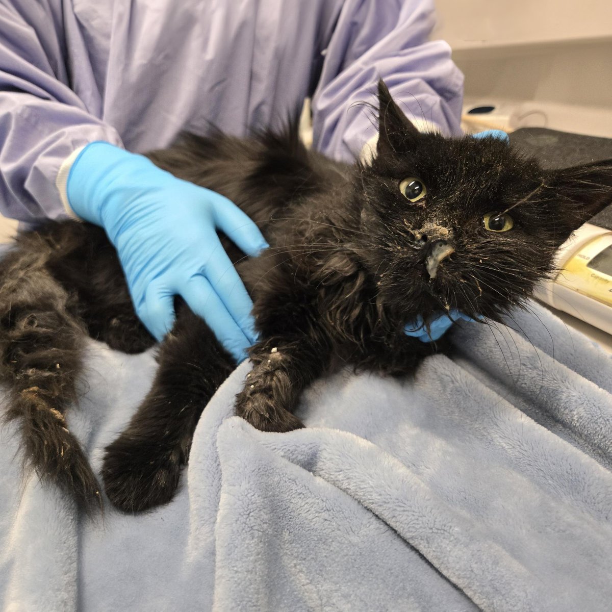 PAWSChicago tweet media