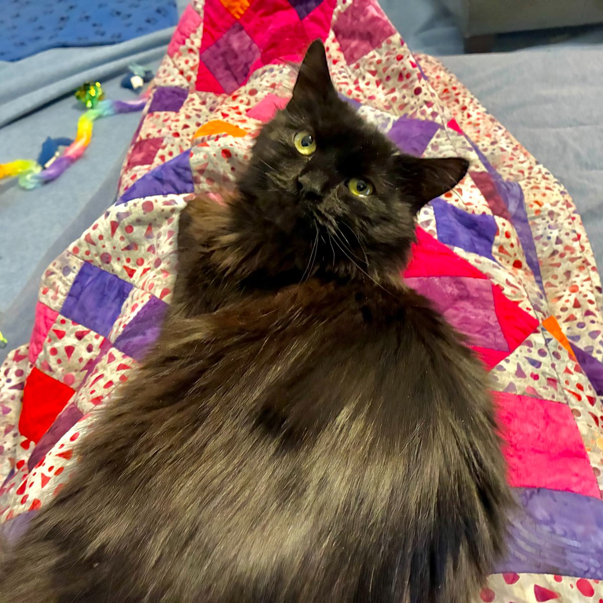 PAWSChicago tweet media