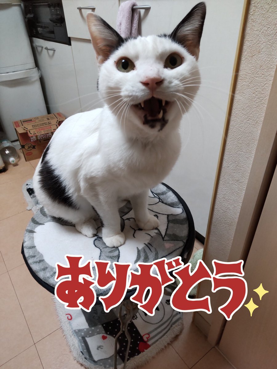 マメさん tweet media