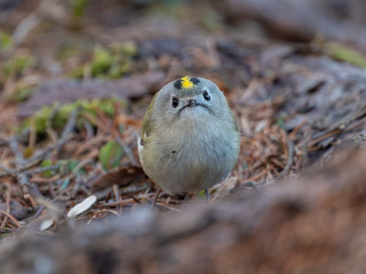Yui92952255's tweet image. 今年を色で振り返る。
幸せの黄色い鳥編。
①キクイタダキ（黄色があるからOK)
②ミヤマホオジロ
③キビタキ
④マヒワ
大好きな鳥たちの詰め合わせになりました♪