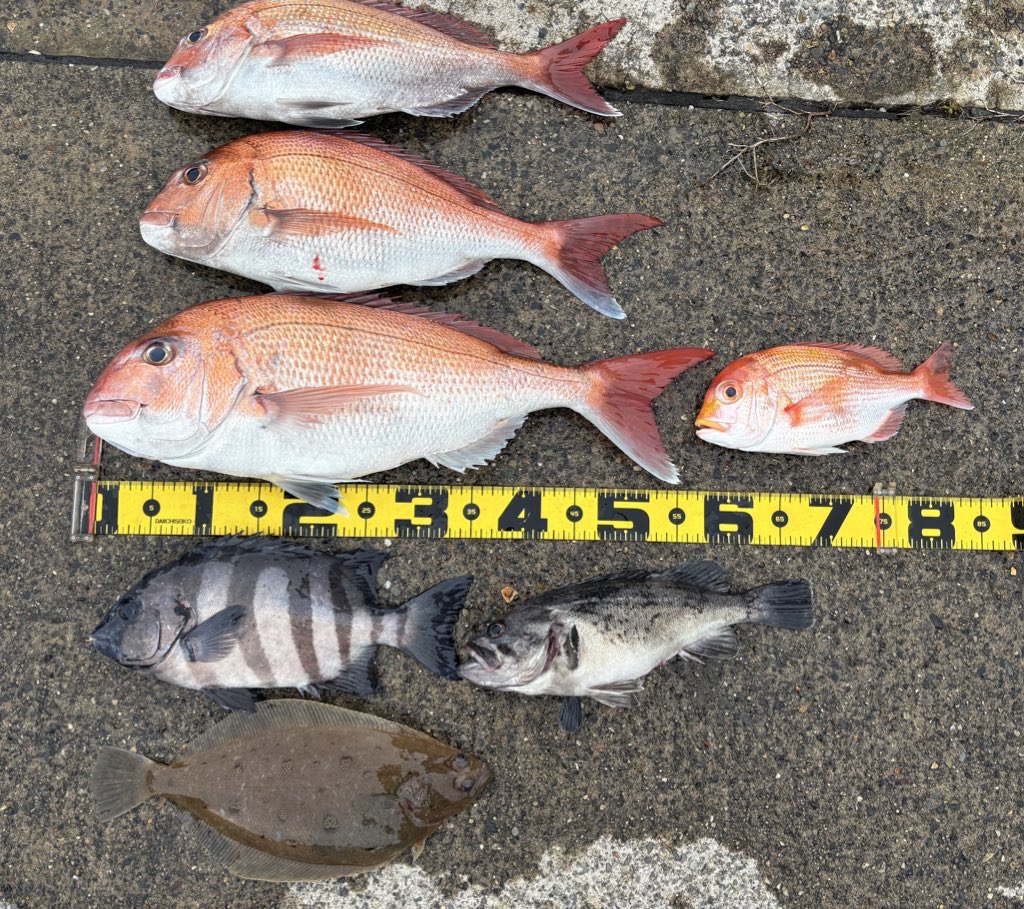 せ〜 tweet media