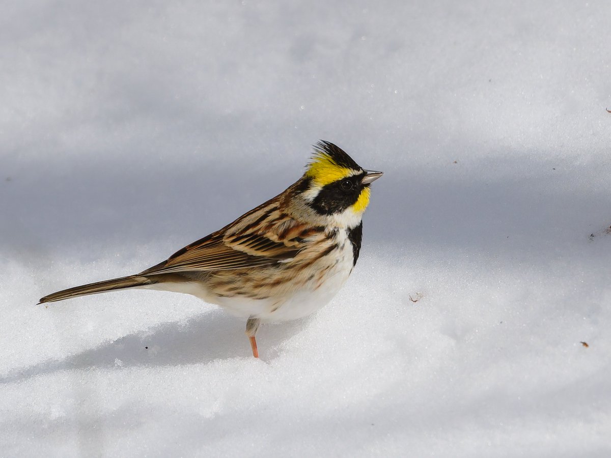 Yui92952255's tweet image. 今年を色で振り返る。
幸せの黄色い鳥編。
①キクイタダキ（黄色があるからOK)
②ミヤマホオジロ
③キビタキ
④マヒワ
大好きな鳥たちの詰め合わせになりました♪