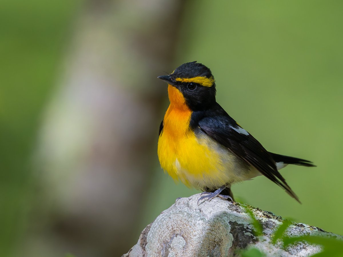 Yui92952255's tweet image. 今年を色で振り返る。
幸せの黄色い鳥編。
①キクイタダキ（黄色があるからOK)
②ミヤマホオジロ
③キビタキ
④マヒワ
大好きな鳥たちの詰め合わせになりました♪